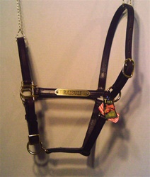 Stable Halter 3/4" with FREE nameplate